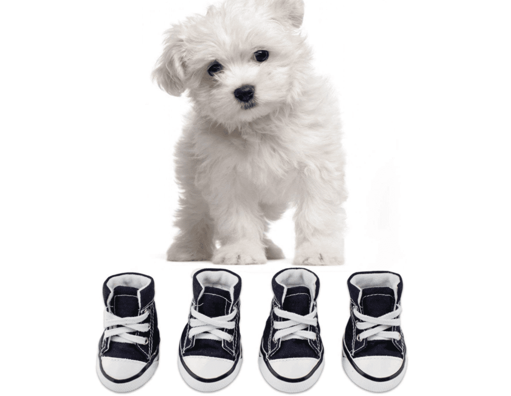 white dog black converse puppy shoes tennis high tops costume
