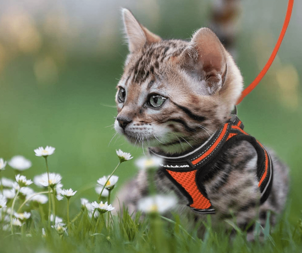 cat harness leash collar 
