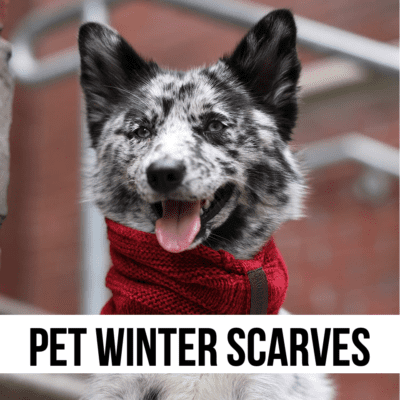 winter pet scarf shop