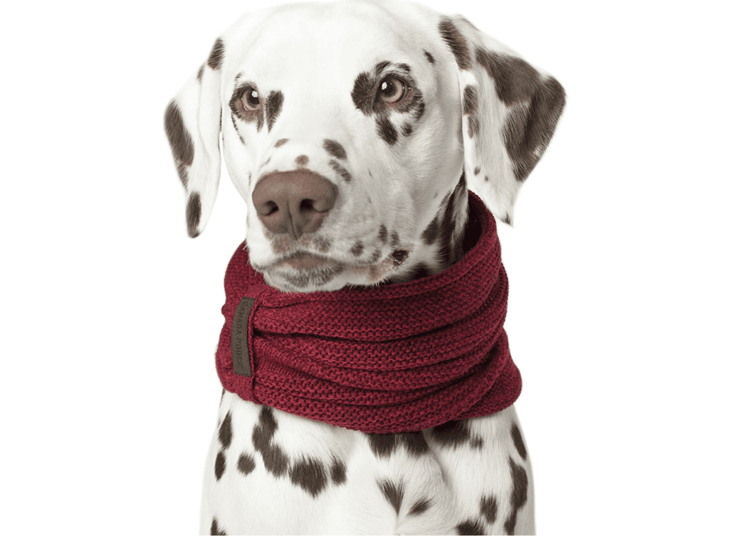 infinity dog scarf