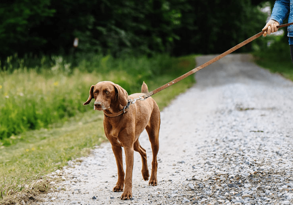 leather dog leash leashes