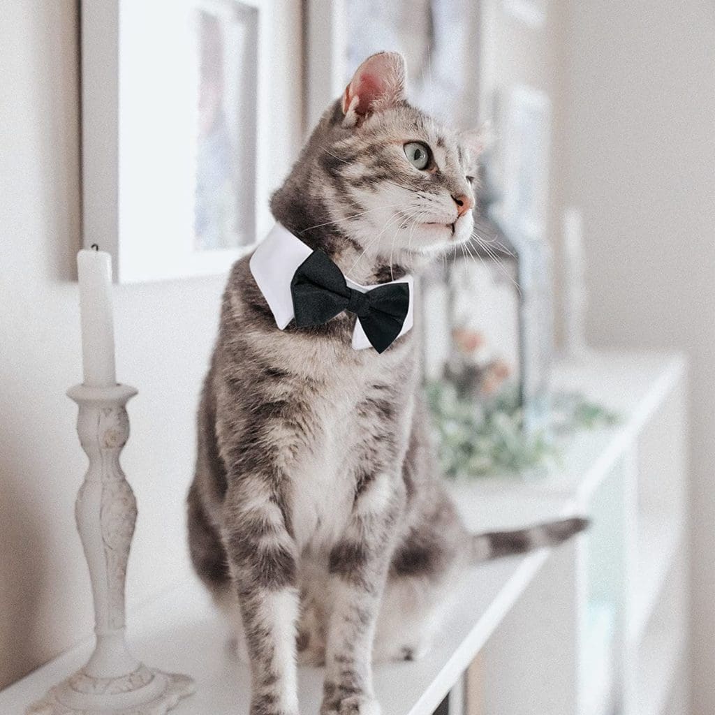 cat tuxedo wedding 