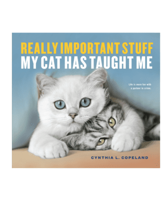 stuff cats teach you book