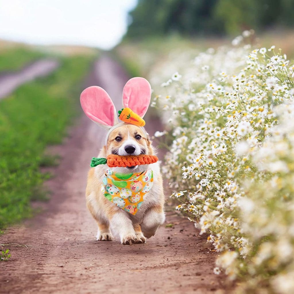 dog puppy corgi easter costume bunny rabbit ears carrot daisies daisy lane running grass spring outdoors 