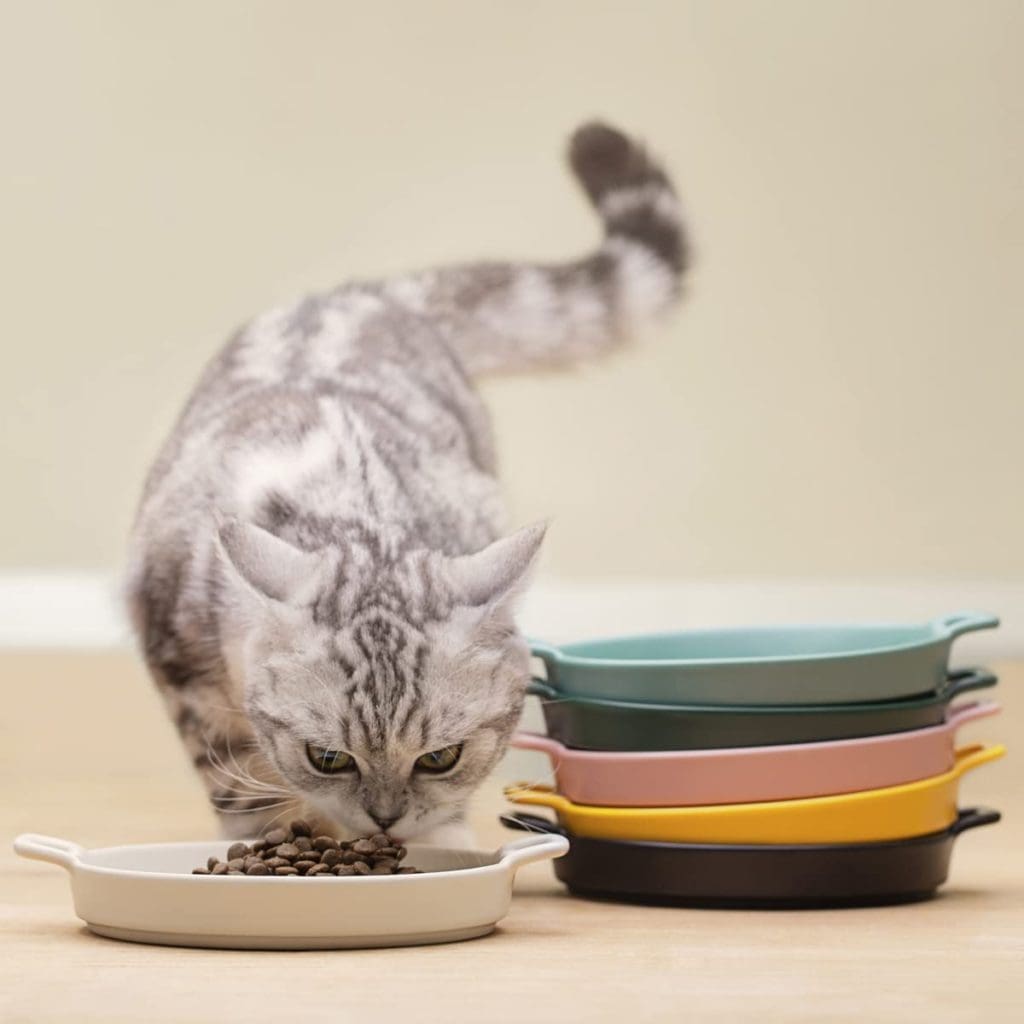 cat bowls