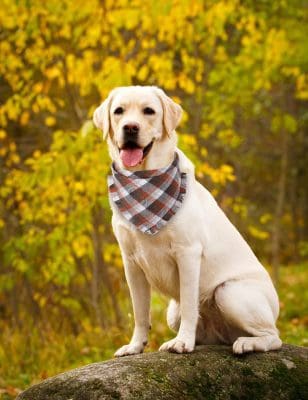 fall leaves dog pet collar bandana plaid outdoor photo log pose labrador yellow 