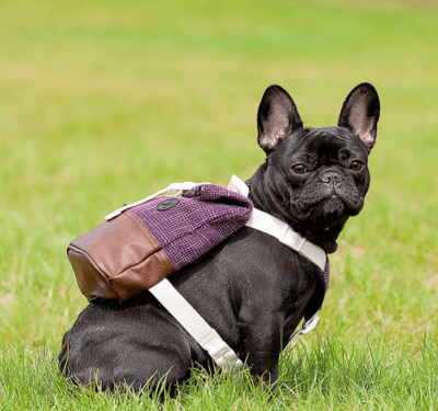 Pet Backpack and Bag Shop – pet-sized backpacks, carrier and