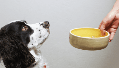 designer dog bowls