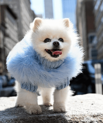 blue fur dog sweater cat sweaters white 