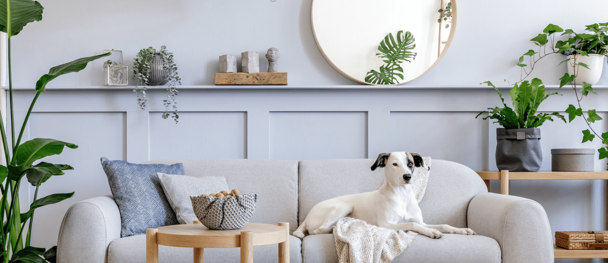 black white dog boho home decor plants sofa furniture pet-friendly stone 
