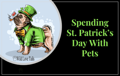 | Spending St. Patrick’s Day With Pets