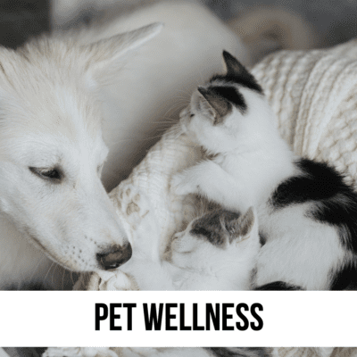 pet health wellness care grooming illness sickness gear help