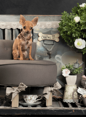 teacup dog puppy room bed chair decor designer 