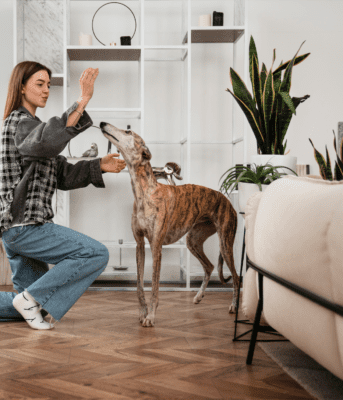 whippet greyhound dog pet trick training wooden floor interior design ideas 