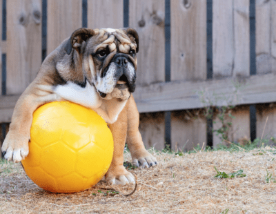 ball-obsessed dogs yellow ball bulldog dirt grass dog balls