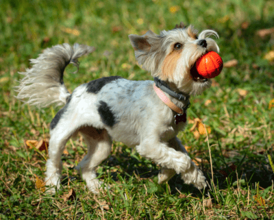 small dog with ball in mouth