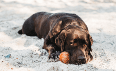 dog resting with ball