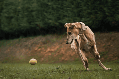greyhound whippet dog hound ball play toys best balls ball-obsessed dog dog balls