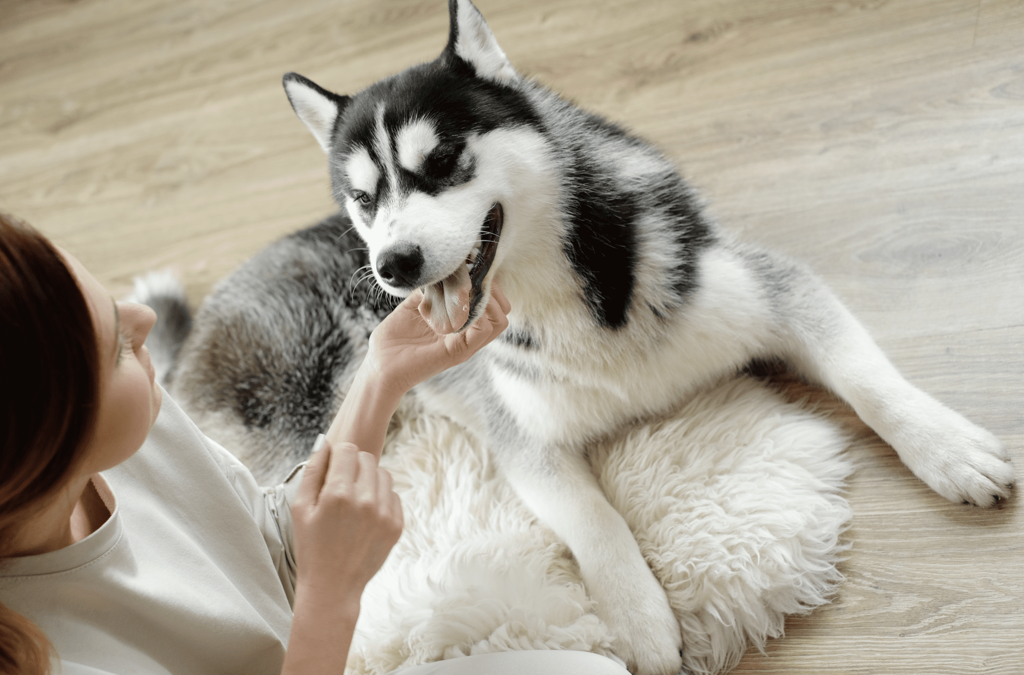 siberian husky dog breed facts features tips 