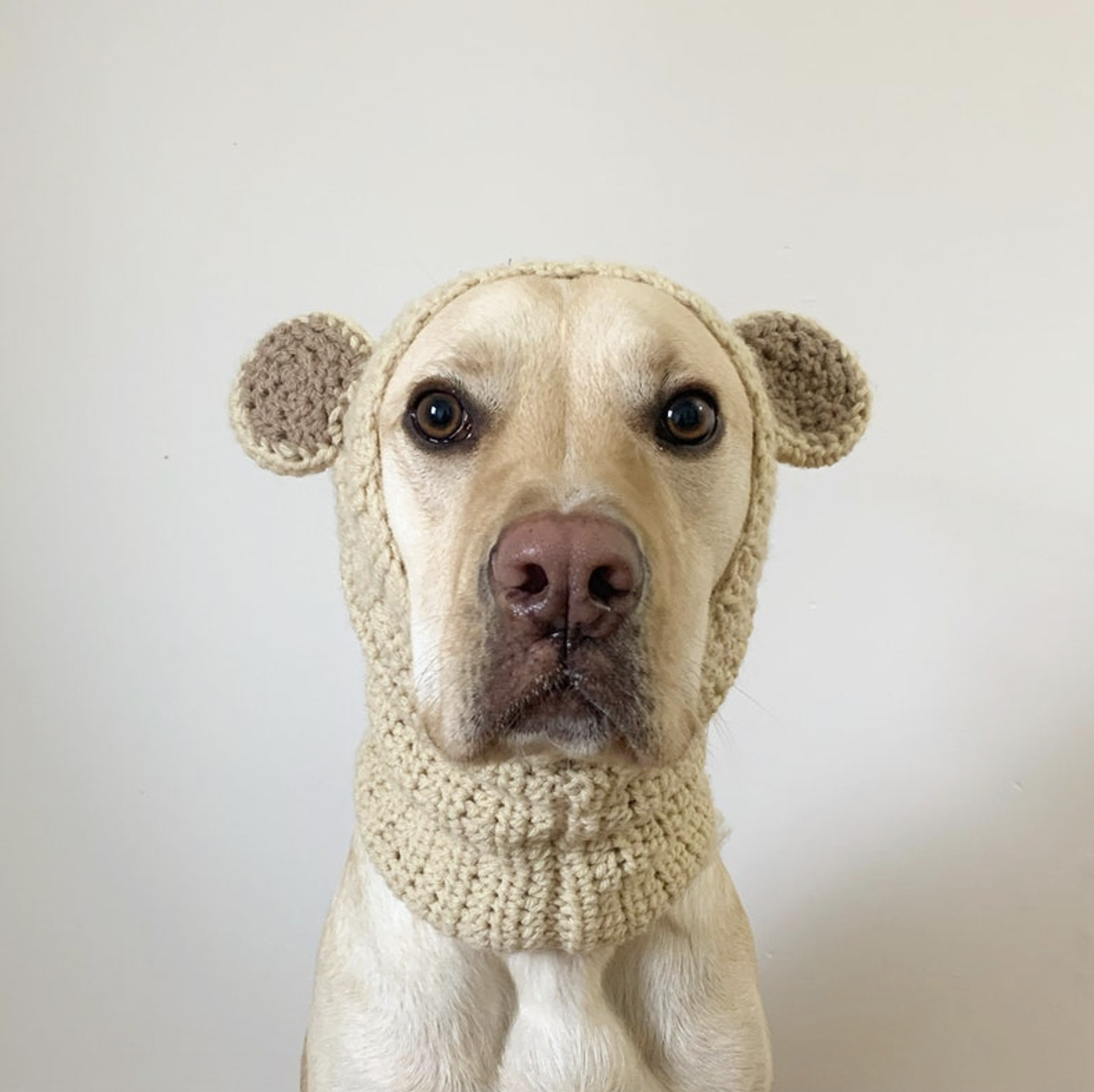 Teddy Bear Dog Snood