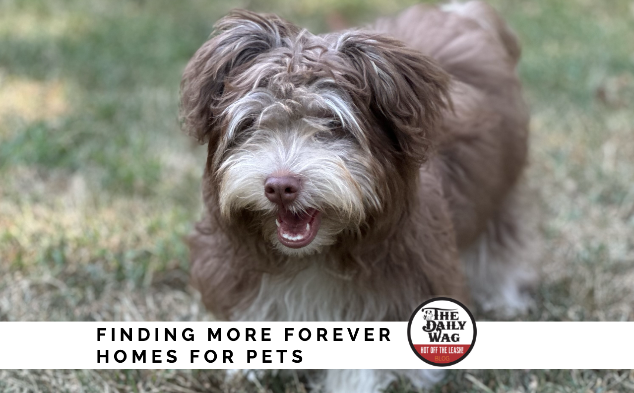 More Forever Homes For Pets: Exploring Rescues, Adoptions and Homeless Pet Rates