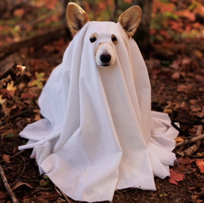 ghost dog costume