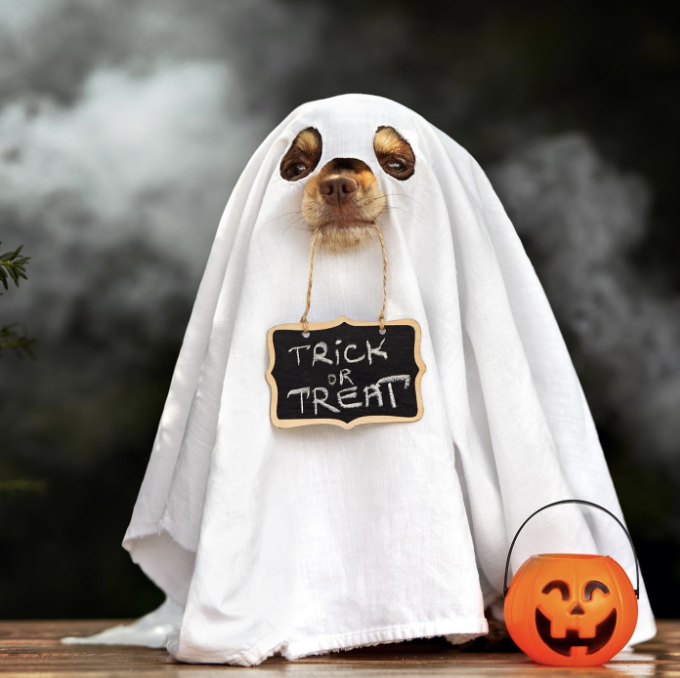 ghost dog costume trick or treat 