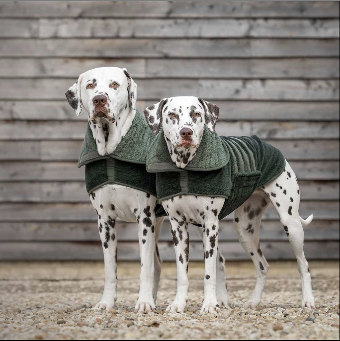 lords and labradors 