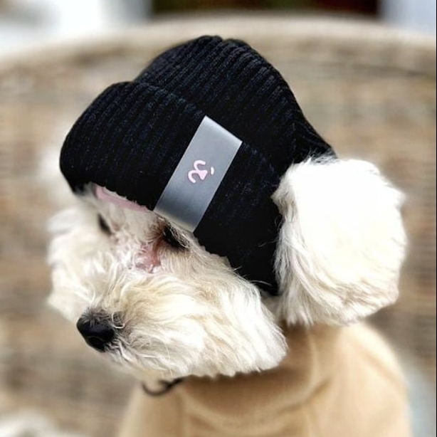 trend alert dog hats 2025 pet trends