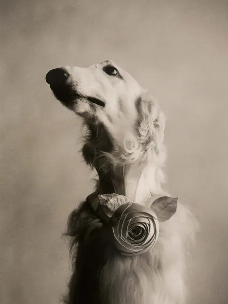 Elliott Erwitt Dog Photo