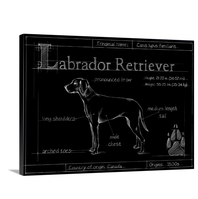 Black lab labrador art