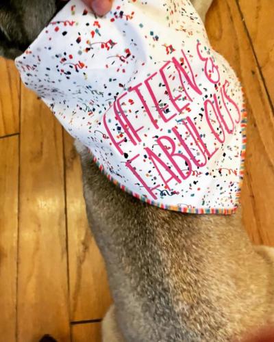 pug-15-birthday-bandana-costume-party-supplies